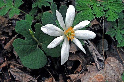 blood root edited