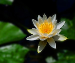 calendar water lilly white_edited-2