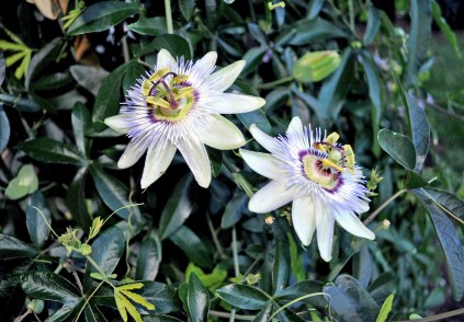 passion flower_edited-1