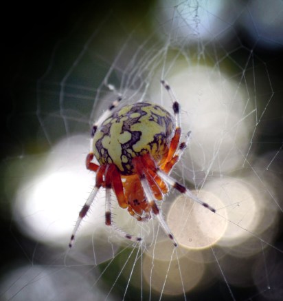 DSC_0001_04 copy_edited-1