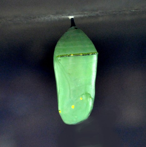 DSC_0005_01 copy_edited-1