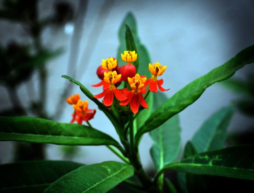 DSC_0005_06 2 copy_edited-1