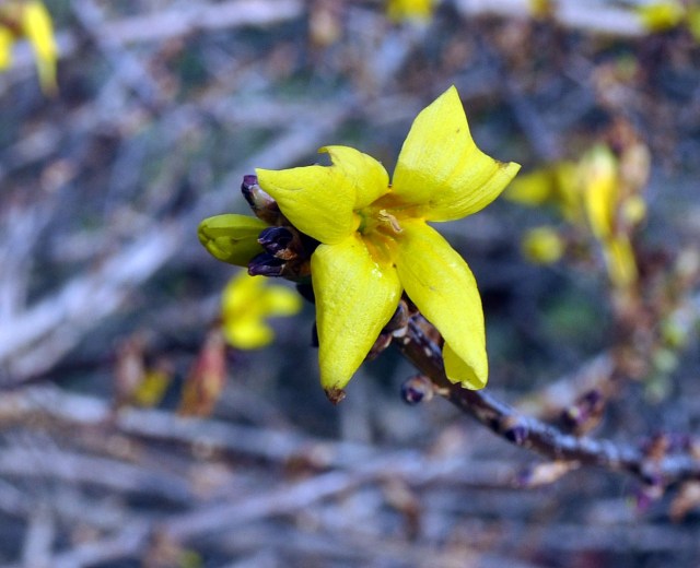 forsythia