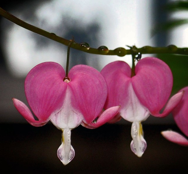 DSC_0018_520 copy_edited-2