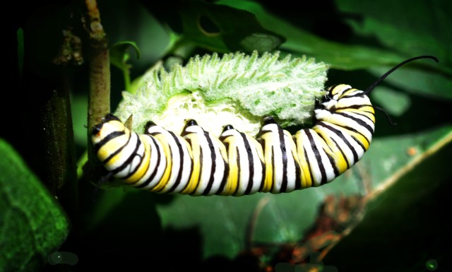 DSC_0002_1077 copy_edited-1