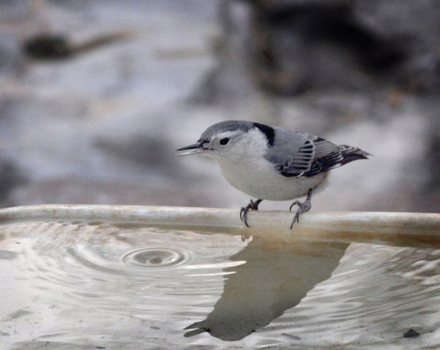 dsc_0024_2276-copy_edited-1