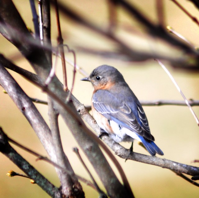 dsc_0019_02-copy-copy