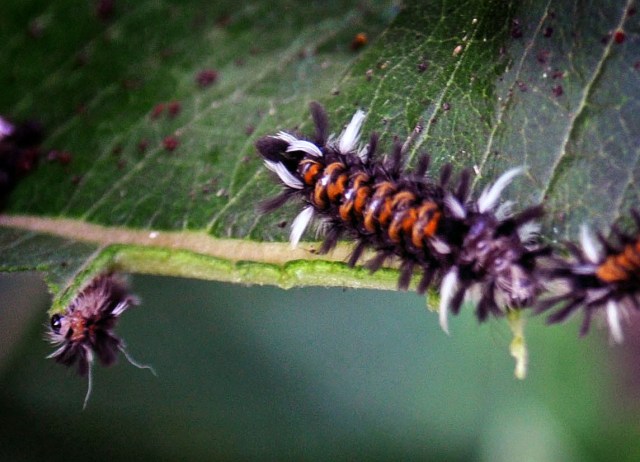 DSC_0002_07 copy copy