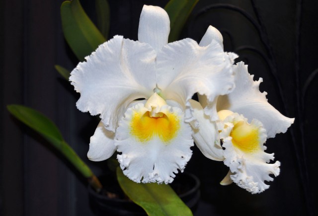 DSC_0046 - Copy copy copy