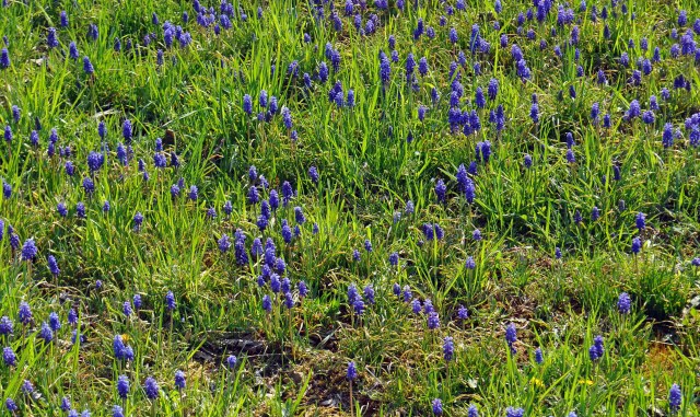 DSC_0006_02 copy copy