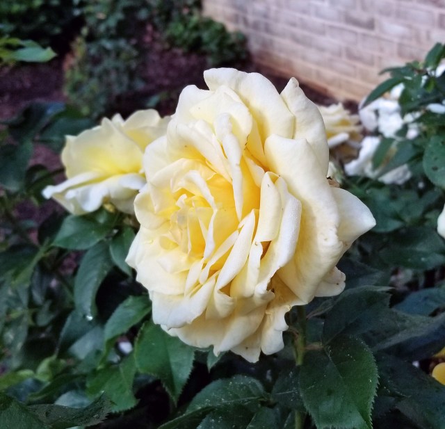 20180530_080238 (1) copy