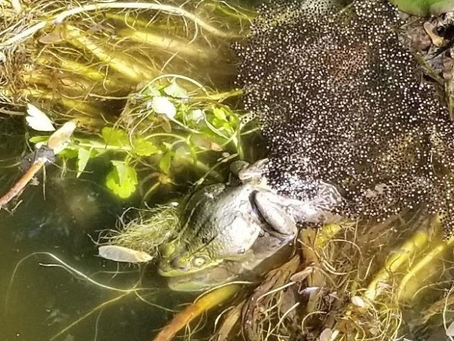 frog eggs20180515_092225_001