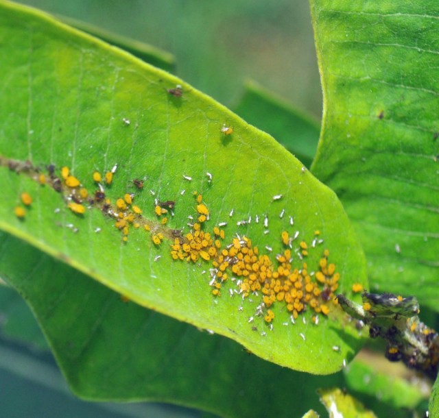 DSC_0019_01 copy copy