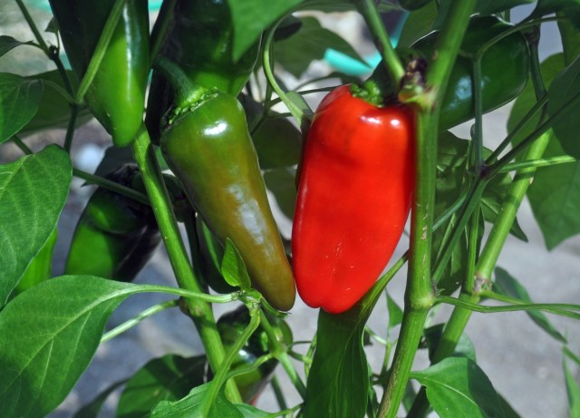 DSC_0003_01 copy copy (2)