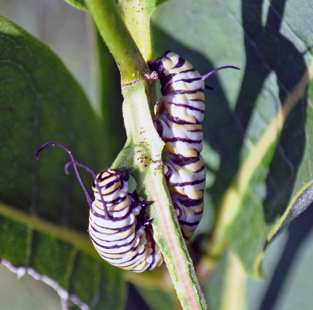 DSC_0003_4751 copy copy