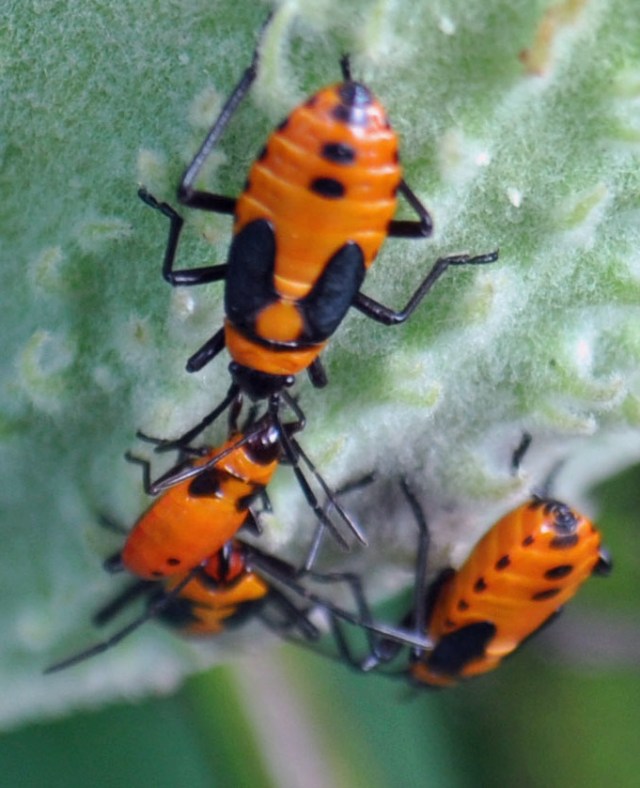 DSC_0007_4806 copy copy