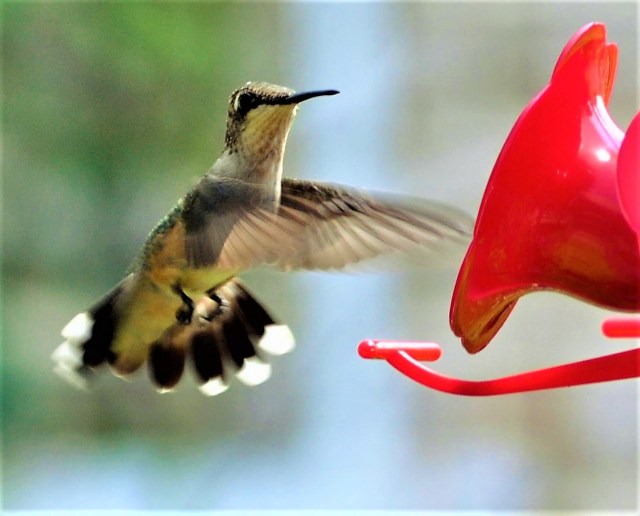 hummer DSC_0054_edited-1